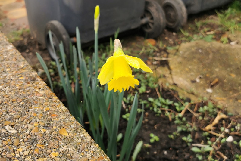 first daffodil
                              in flower
