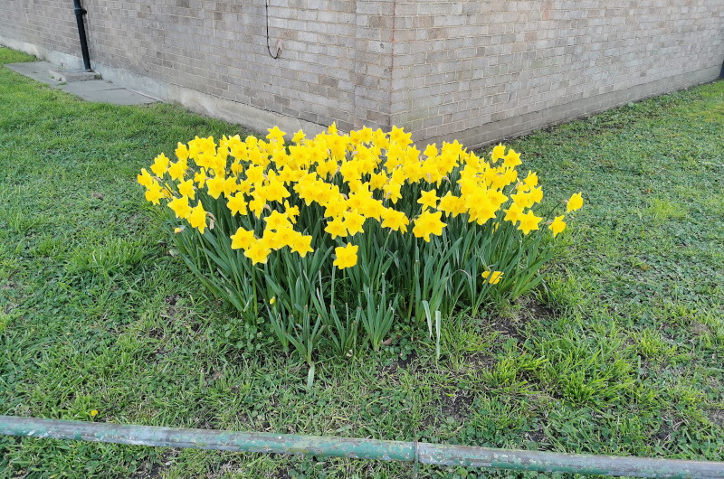 daffodils