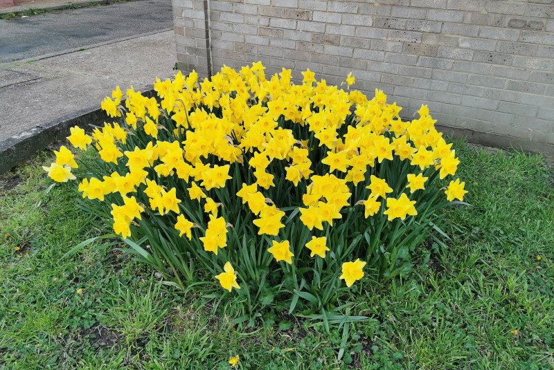 more daffodils