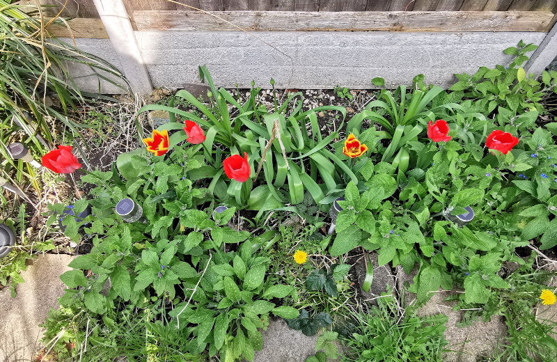 Tulips in my own
                              garden