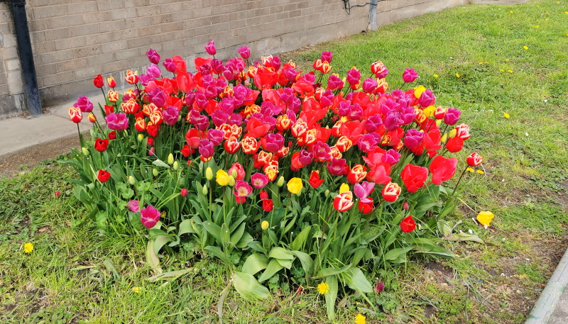 multi coloured
                              tulips