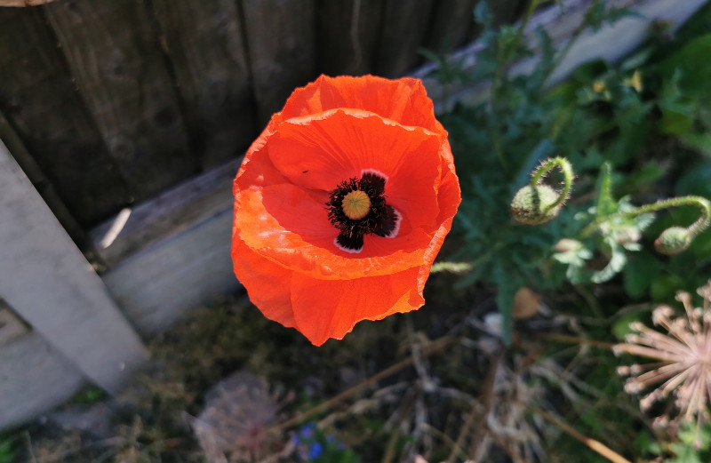 poppy