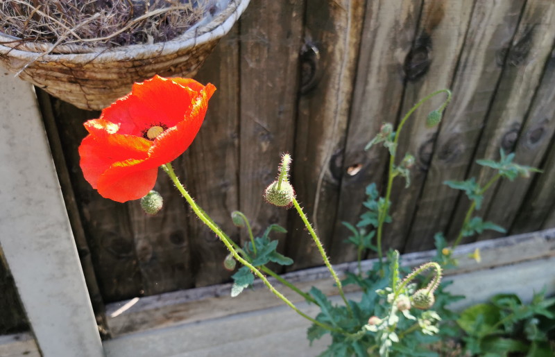poppy and new buds