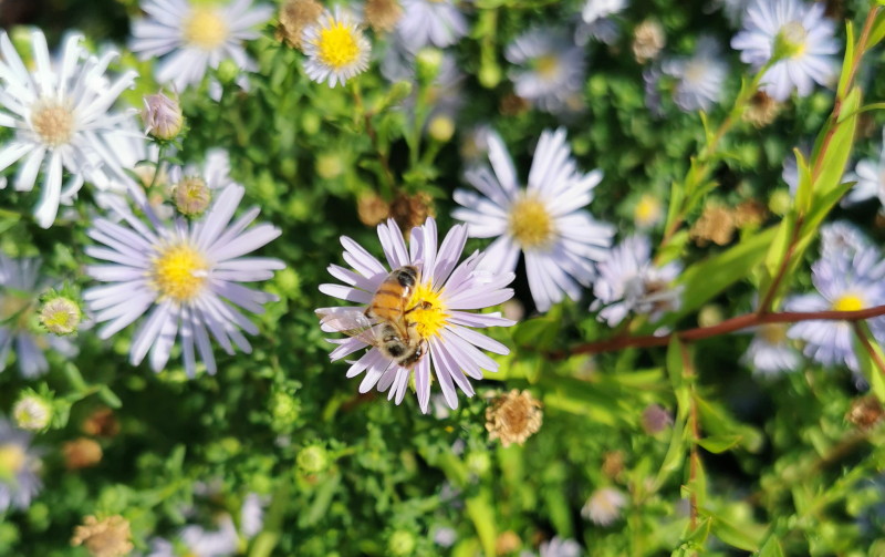 bee on
                                  michaelmass daisy