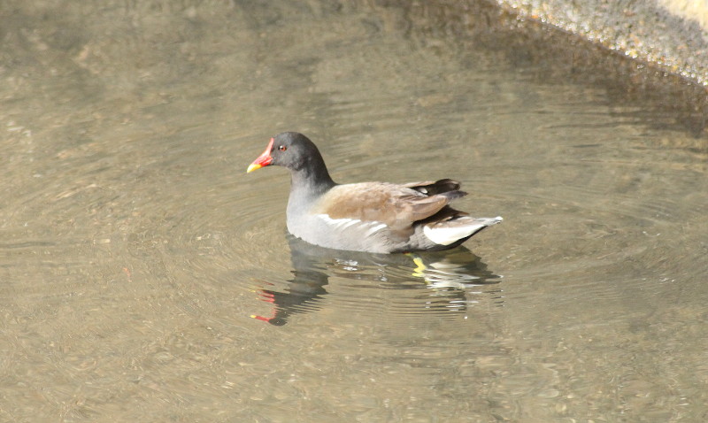 duck on the
                              river