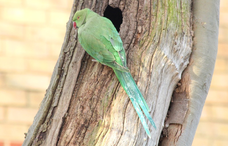 another
                              parakeet