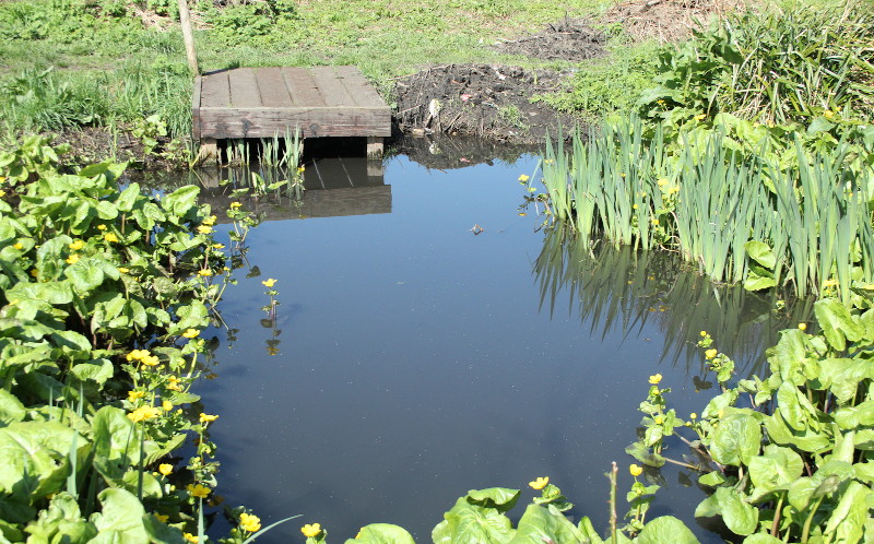 pond in the
                              vineries