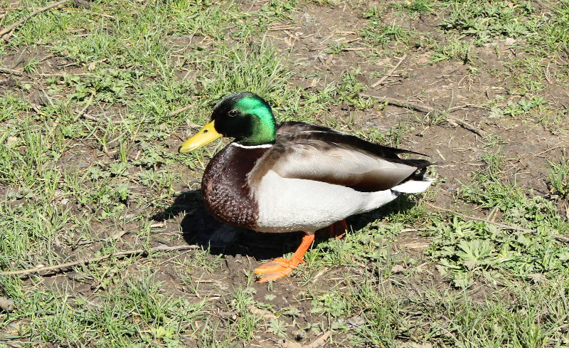 drake in all his
                              shiny colours