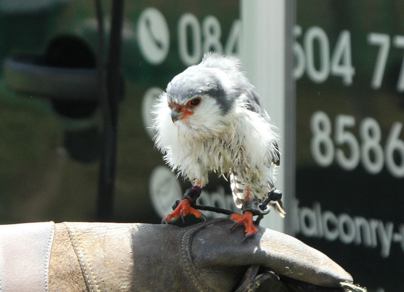 pygmy
                                  falcon
