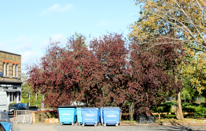 red trees