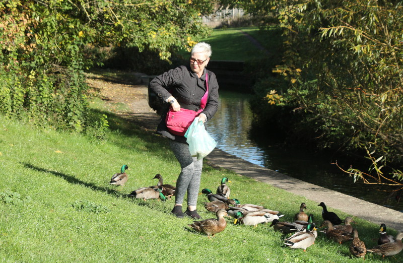 lady and
                                  ducks