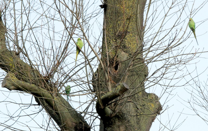 ring necked
                                  parakeets