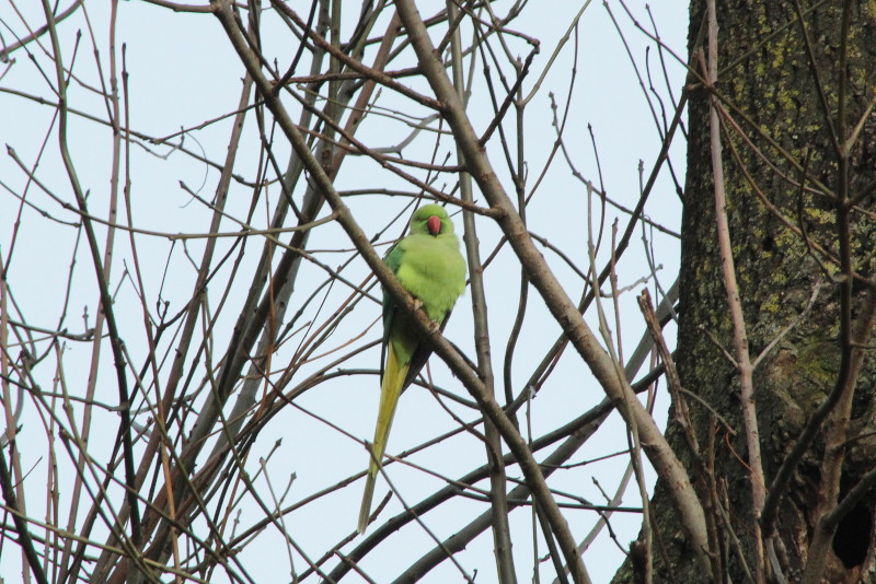 single
                                  parakeet