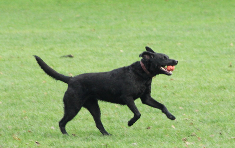 panned
                                  picture of a dog