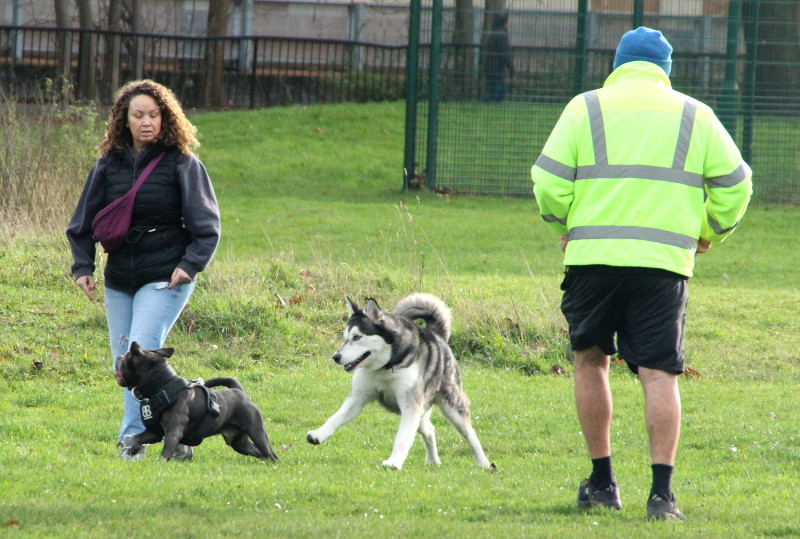 more dogs
                                  and people