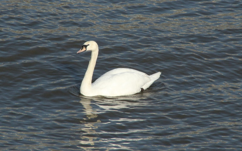 Swan on The
                              River Thames