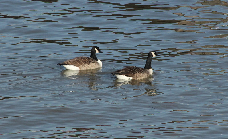 pair of geese