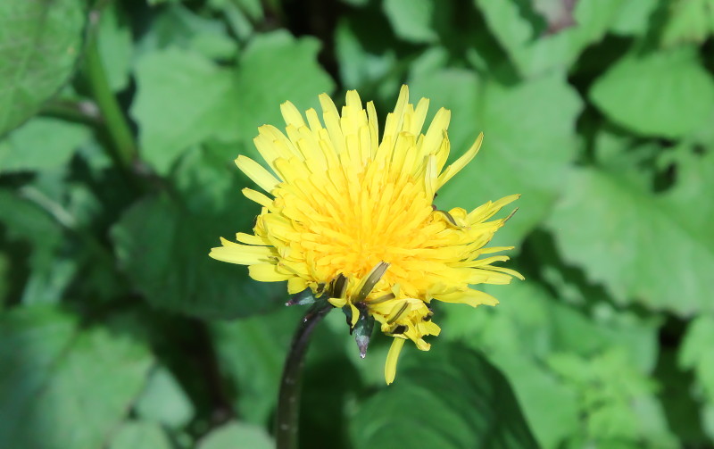 very long stemed
                              dandelion