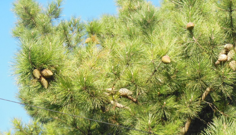 pine cones