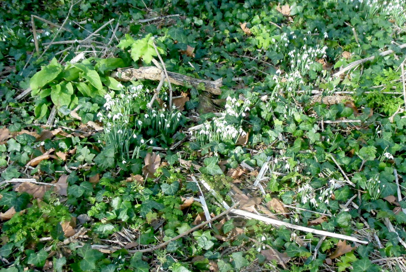 snow drops