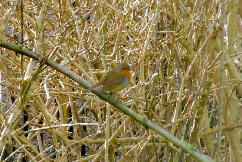 robin posing
                                  on a small branch