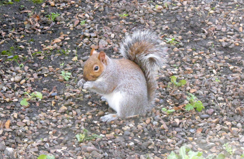 squirrel