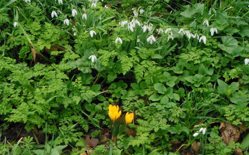 crocuses and snowdrops