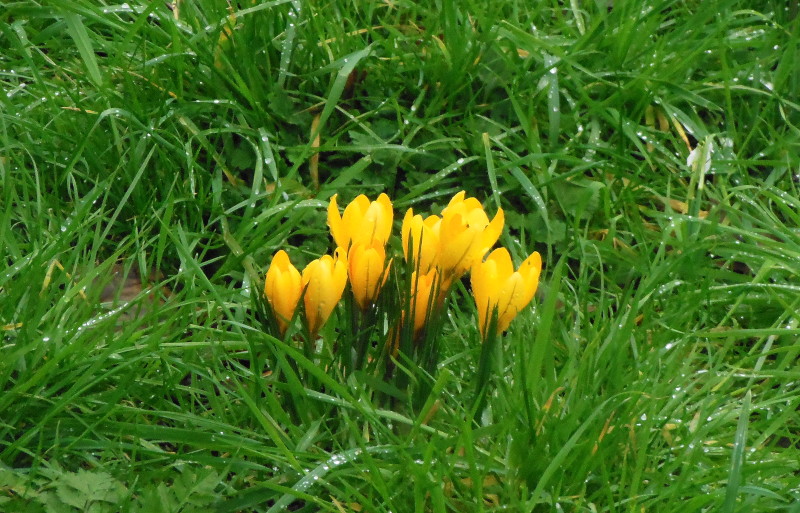 crocuses