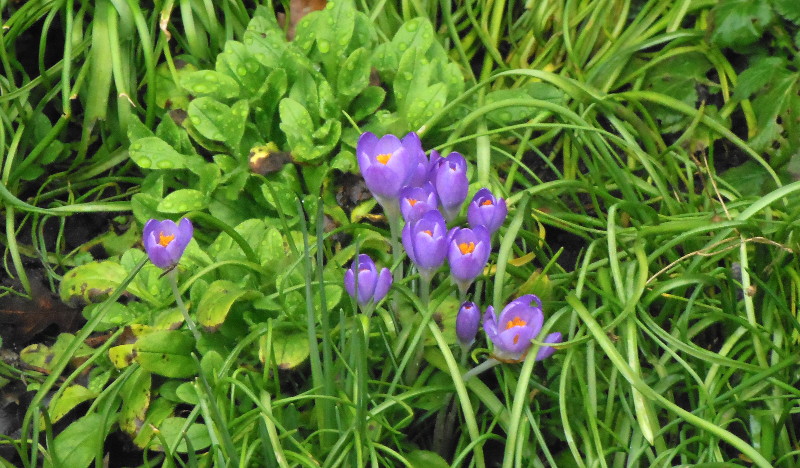 purple crocuses