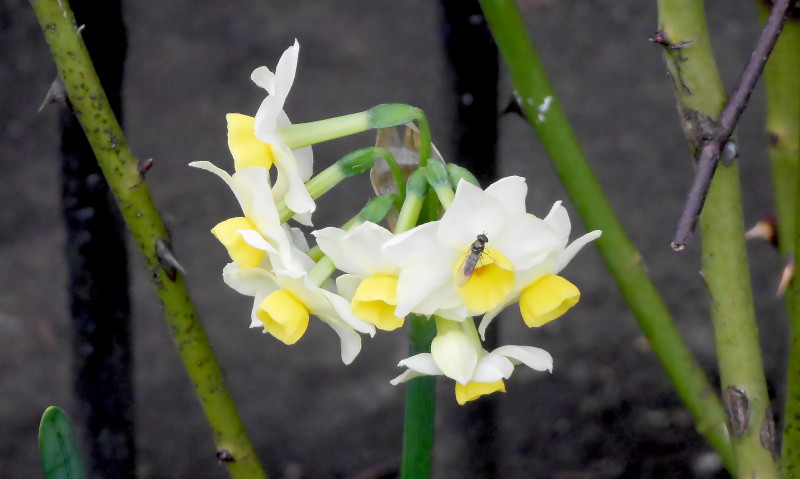 Narcisus