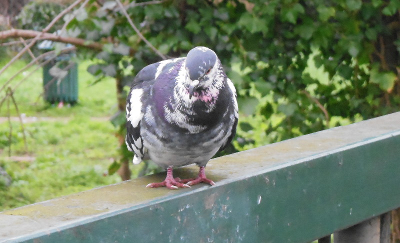 vari coloured pigeon