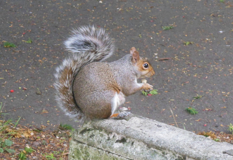 squirrel on tombstone