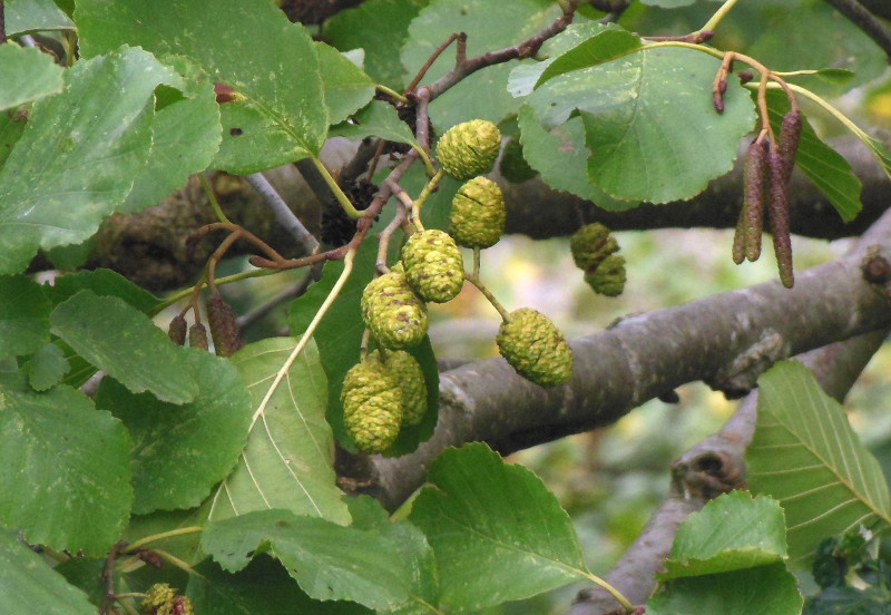 unknown fruit or
                                                nut