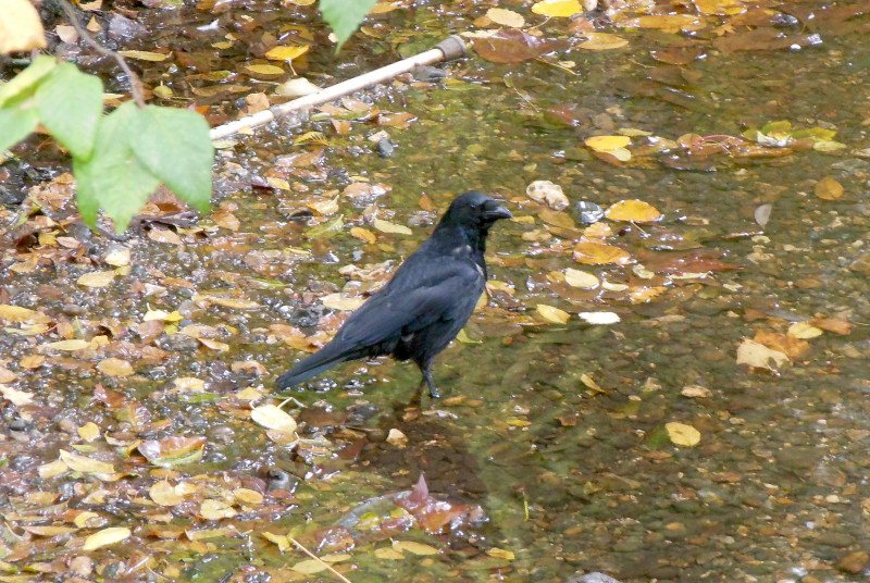 Crow paddling in
                                                the river