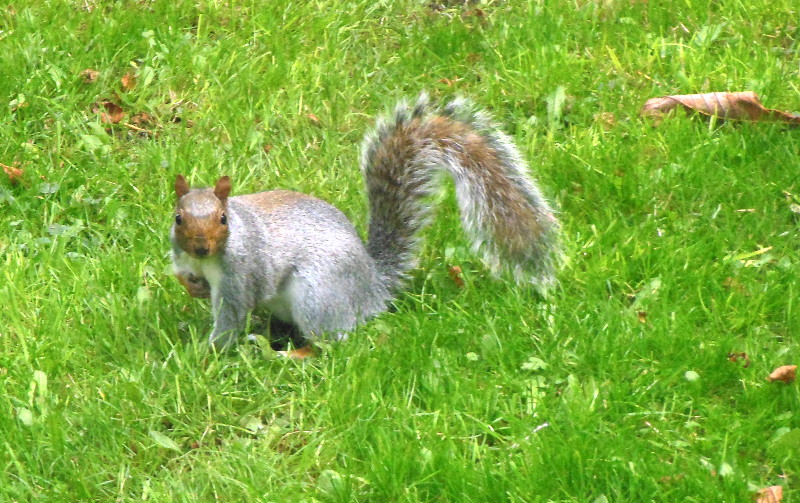 squirrel