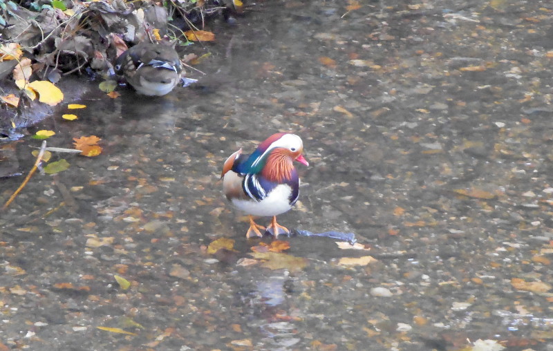 Mandarin duck