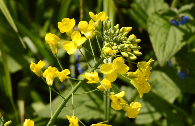 more yellow flowers