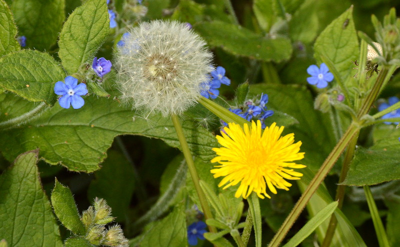 dandelion seed head and
                                            flower