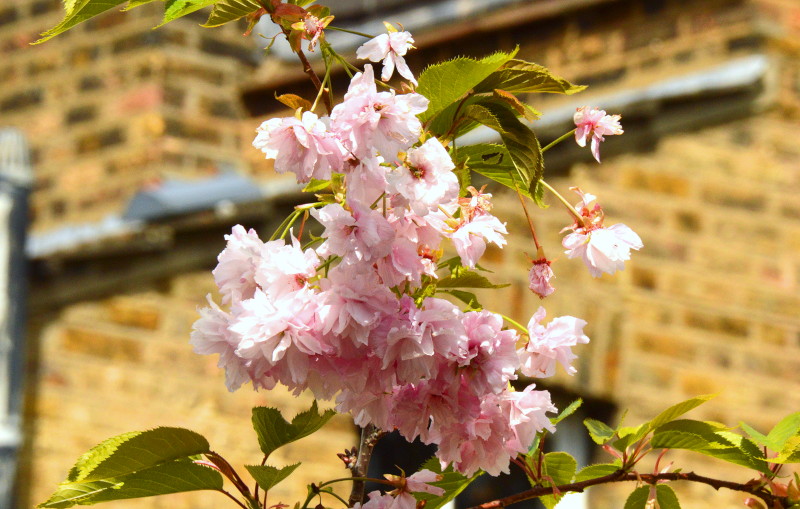 tree blossom