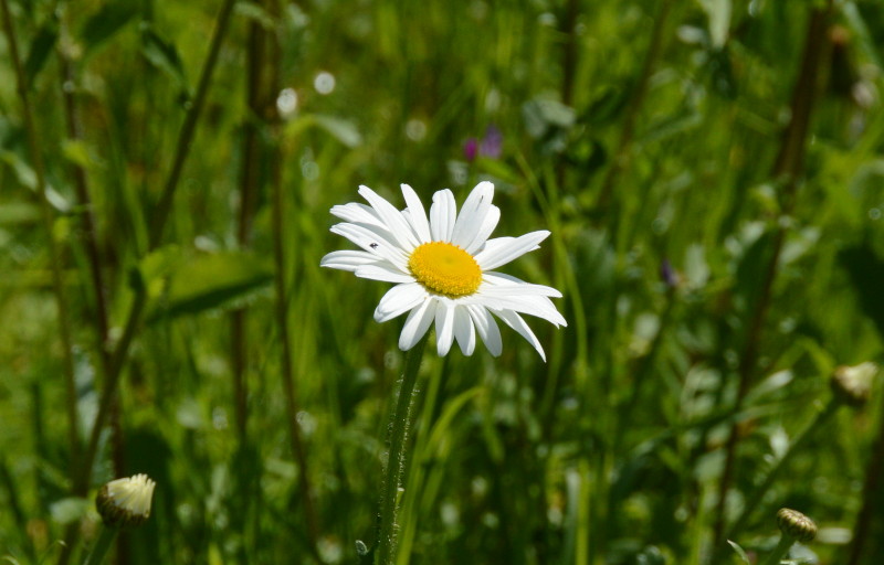 Daisy