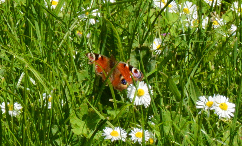 Red admiral butterfly