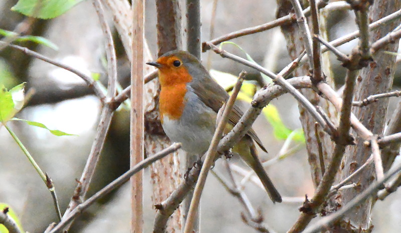 Robin