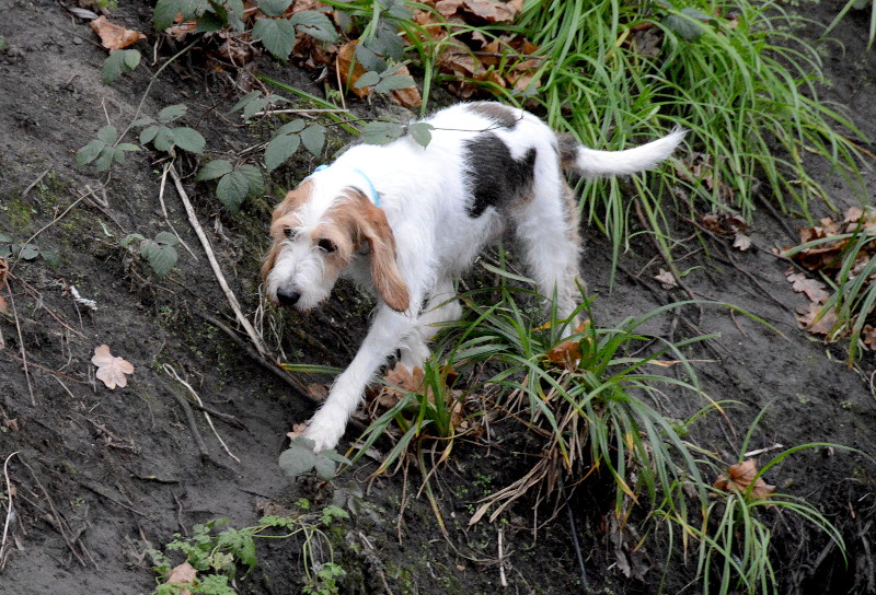 spaniel