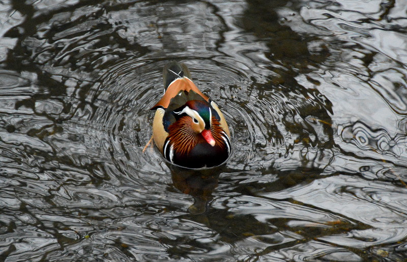 Mandarin duck