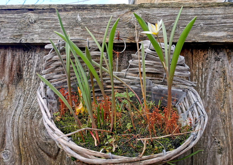 single flower in
                                            hanging basket