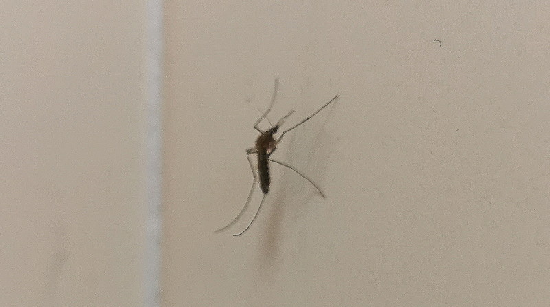 mosquito