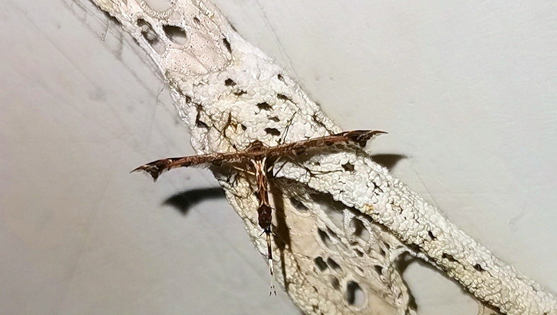 plume moth