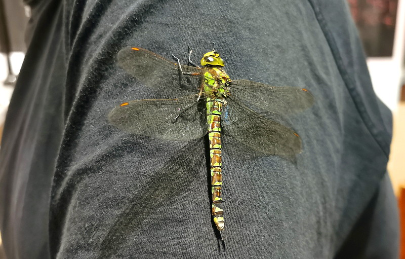 big dragonfly