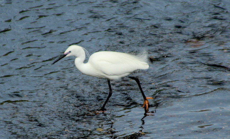 egret