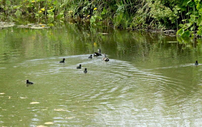 chicks and mum